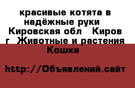 красивые котята в надёжные руки - Кировская обл., Киров г. Животные и растения » Кошки   